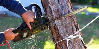 How Our Tree Care Process Works  in  Somerset, NJ