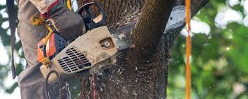 Best Lawn Maintenance Plans  in Somerset, NJ
