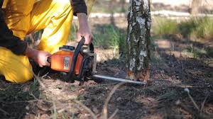 Best Storm Damage Tree Cleanup  in Somerset, NJ