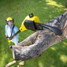Best Fruit Tree Pruning  in Somerset, NJ