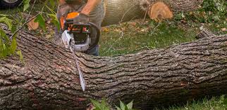 Best Stump Grinding and Removal  in Somerset, NJ