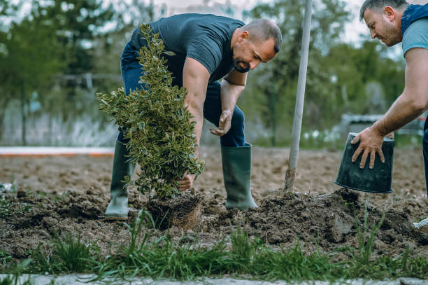 Best Tree Removal  in Somerset, NJ