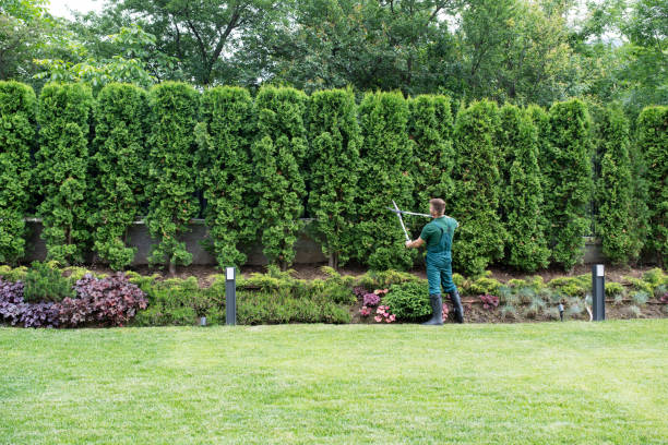 Best Grass Overseeding  in Somerset, NJ