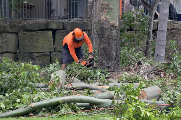 Trusted Somerset, NJ Tree Services Experts