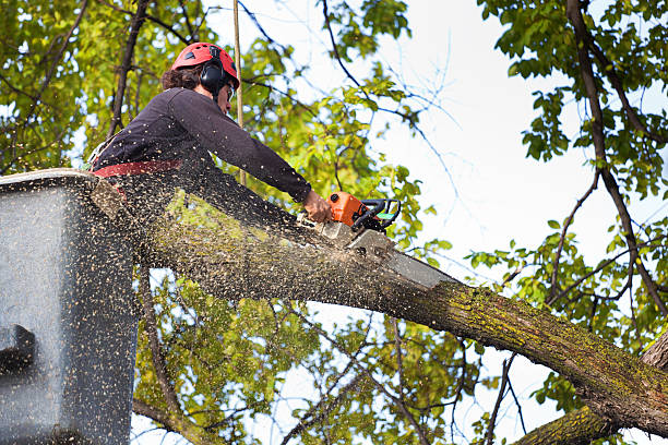 Best Pest Control for Lawns  in Somerset, NJ